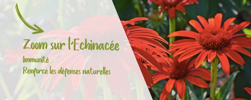 Fleurs d'Echinacée, renforce les défenses naturelles de l'organisme