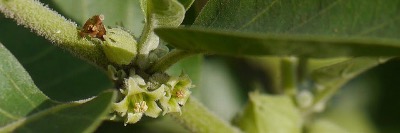 Produits naturels - Ashwagandha - super aliments bio Produits naturels - Ashwagandha - super aliments bio