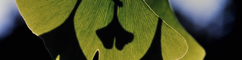 Feuilles de Ginkgo en gouttes