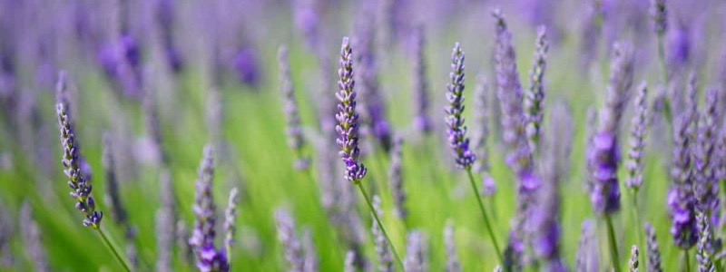 Eau florale de lavande fine et issue de l'agriculture biologique