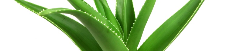 Lait corporel à l'aloe vera hydratant et issu de l'agriculture biologique - cosmétique naturel