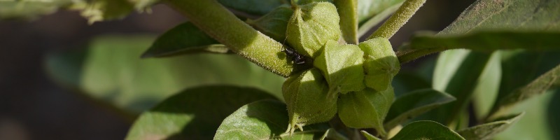 Ashwaganda, le Ginseng indien - équilibre mental et physique