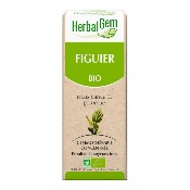 Macérat de Figuier - Concentré de bourgeons Bio - 50ml