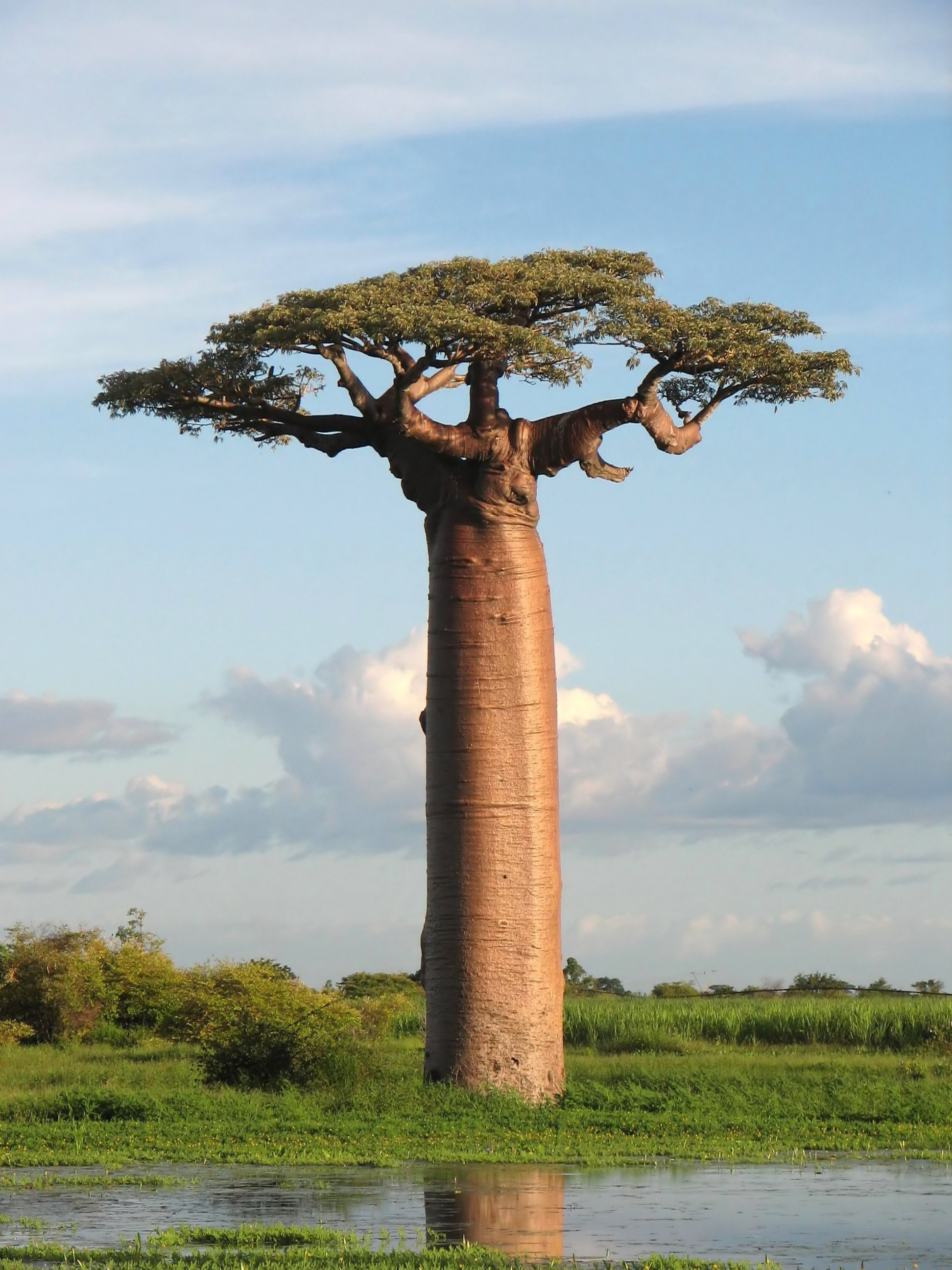 Arbe baobab superaliment bio