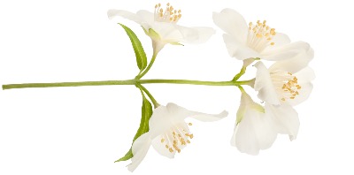 Crème anti-âge à la fleur d'oranger cosmétique naturel issu de l'agriculture biologique