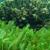 chlorella