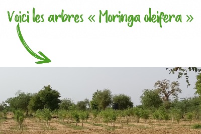 Voici les arbres "Moringa oleifera"