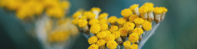 Fleurs d'hélichryse bracteiferum