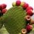 nopal