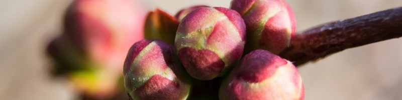 Gemmothérapie - Mâcérats-mère Bio de bourgeons et de jeunes pousses